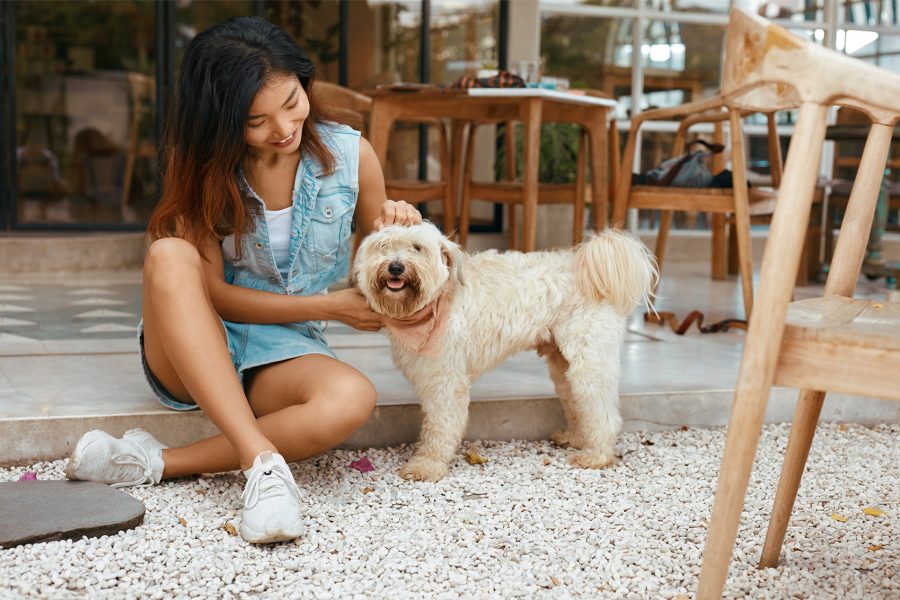 The Rise of Pet-Friendly Foods