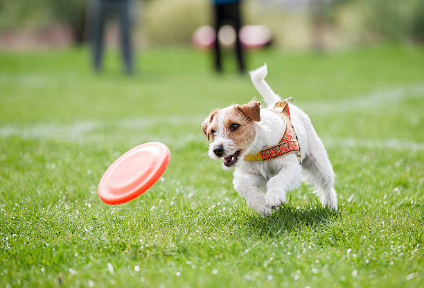 Jack Russell Terrier running on the grass after orange plastic disc